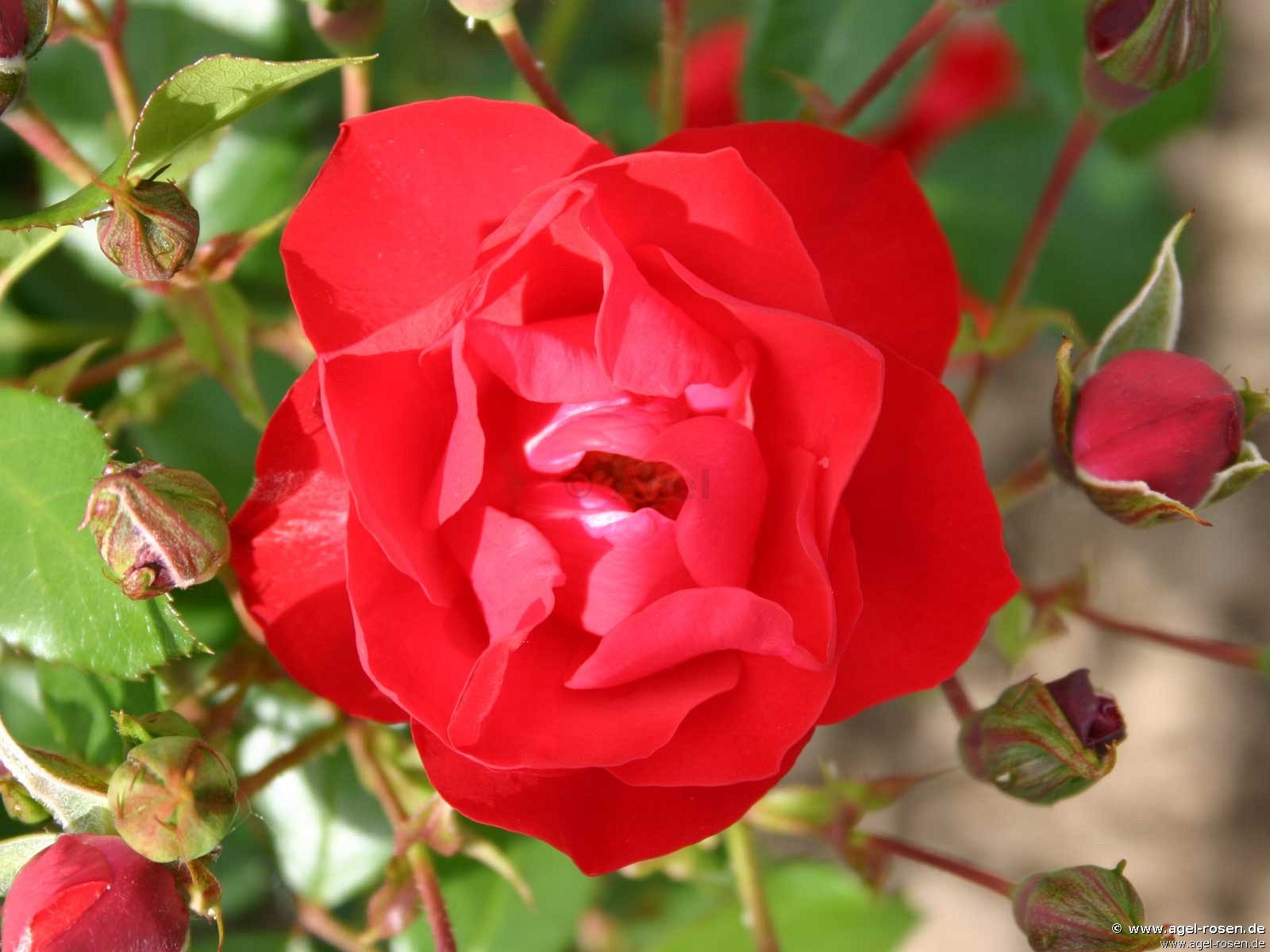 ADR-Rose ‘Black Forest Rose‘ (Halbstamm (~65cm), wurzelnackt)