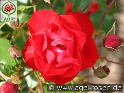 Black Forest Rose