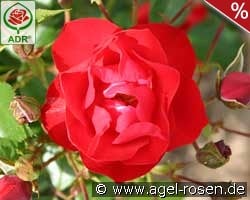 Black Forest Rose kaufen, clicken für mehr Details Black Forest Rose