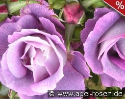 Blue for you kaufen, clicken für mehr Details Blue for you