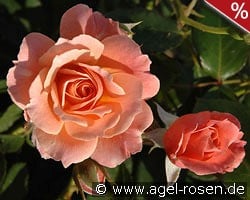 Bordure Abricot kaufen, clicken für mehr Details Bordure Abricot