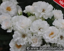 Bordure Blanche