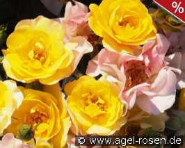 Bordure Camaieu Jaune
