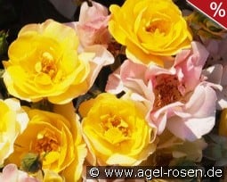 Bordure Camaieu Jaune kaufen, clicken für mehr Details Bordure Camaieu Jaune