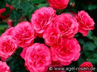 Bordure Magenta