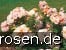 Bordure Nacrée