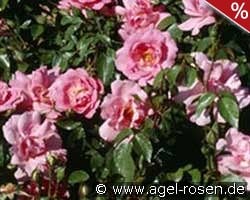 Bordure Rose kaufen, clicken für mehr Details Bordure Rose