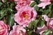 Bordure Rose