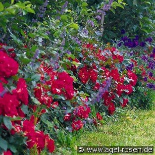 Bordure Vermillon