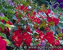 Bordure Vermillon kaufen, clicken für mehr Details Bordure Vermillon