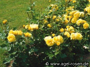 Bordure d'Or