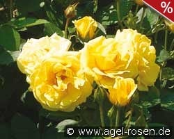 Bordure d'Or kaufen, clicken für mehr Details Bordure d'Or