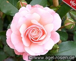 Botticelli kaufen, clicken für mehr Details Botticelli