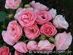 Bouquet de Mariée