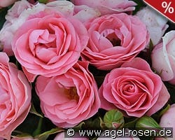 Bouquet de Mariée kaufen, clicken für mehr Details Bouquet de Mariée