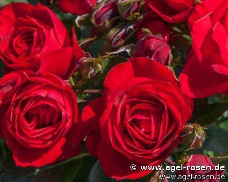 Rose ‘Bright Meilove‘ (2-Liter Biotopf)