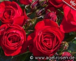 Bright Meilove kaufen, clicken für mehr Details Bright Meilove