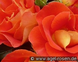 Bright and Breezy kaufen, clicken für mehr Details Bright and Breezy