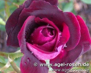 Rose ‘Burgundy Iceberg‘ (wurzelnackte Rose)