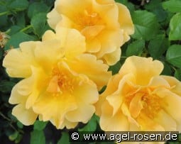 Campina Gold kaufen, clicken für mehr Details Campina Gold