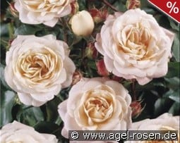 Carcassonne kaufen, clicken für mehr Details Carcassonne