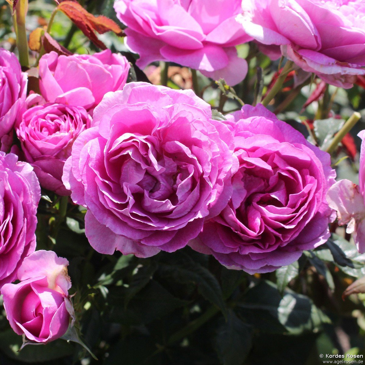 ADR-Rose ‘Carmen Würth‘ (5-Liter Topf)