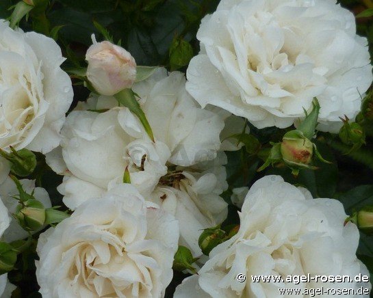 Rose ‘Carte Blanche‘ (5-Liter Topf)