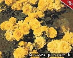 Carte d'Or kaufen, clicken für mehr Details Carte d'Or