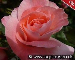 Céline Delbard kaufen, clicken für mehr Details Céline Delbard