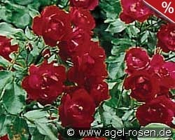 Centennaire de Lourdes Rouge kaufen, clicken für mehr Details Centennaire de Lourdes Rouge