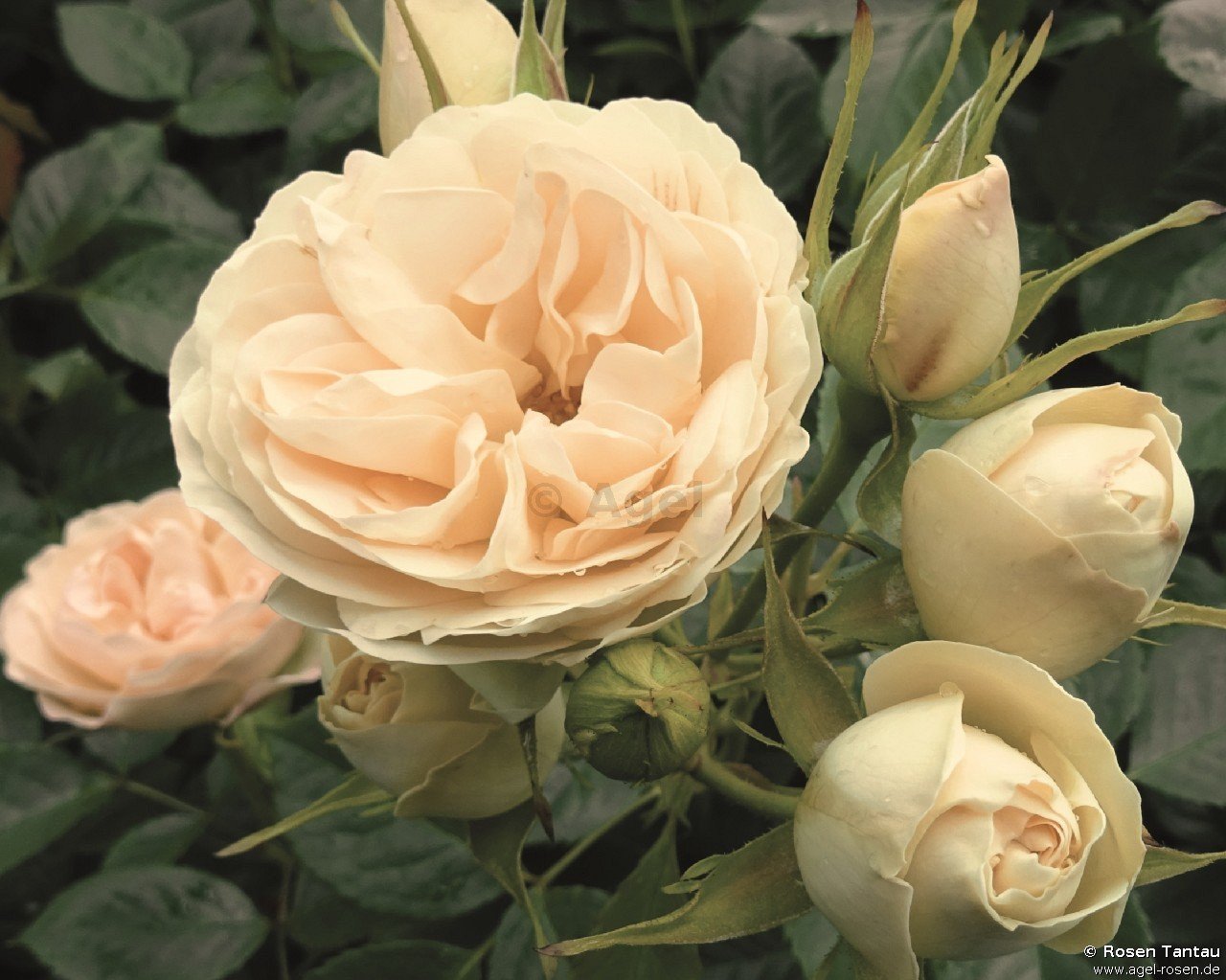 Rose ‘Champagne Rokoko‘ (2-Liter Biotopf)