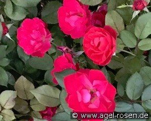 Cherry Bonica