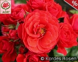 Cherry Girl kaufen, clicken für mehr Details Cherry Girl