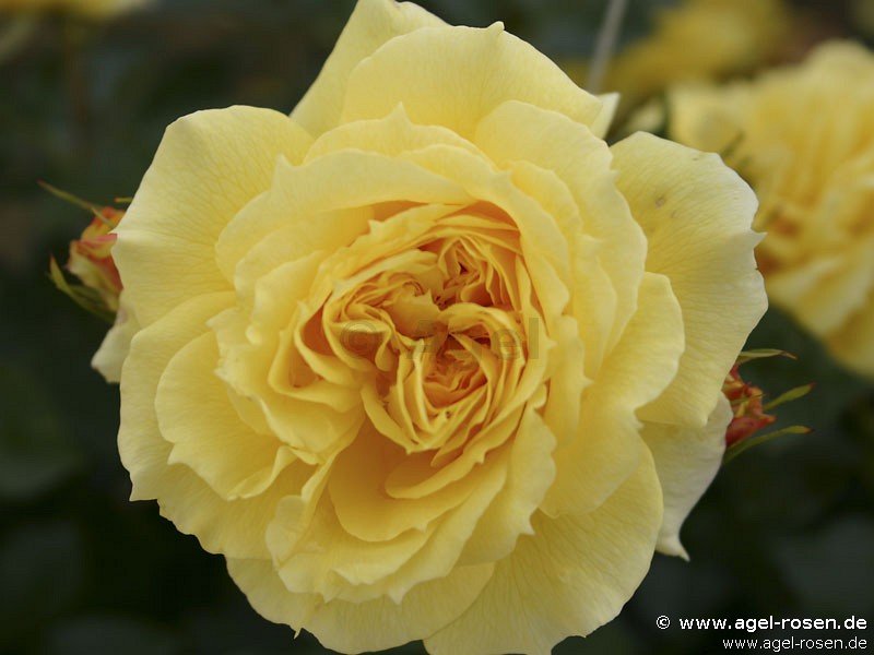 Rose ‘China Girl‘ (Halbstamm (~65cm), wurzelnackt)