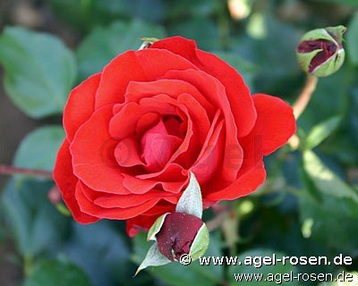 Rose ‘Chorus‘ (wurzelnackte Rose)