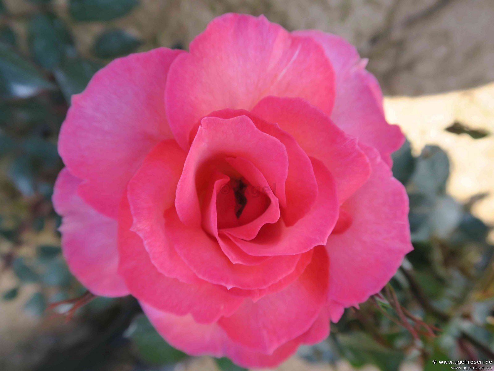 Rose ‘Christine Ottilie von Mondorf‘ (wurzelnackte Rose)