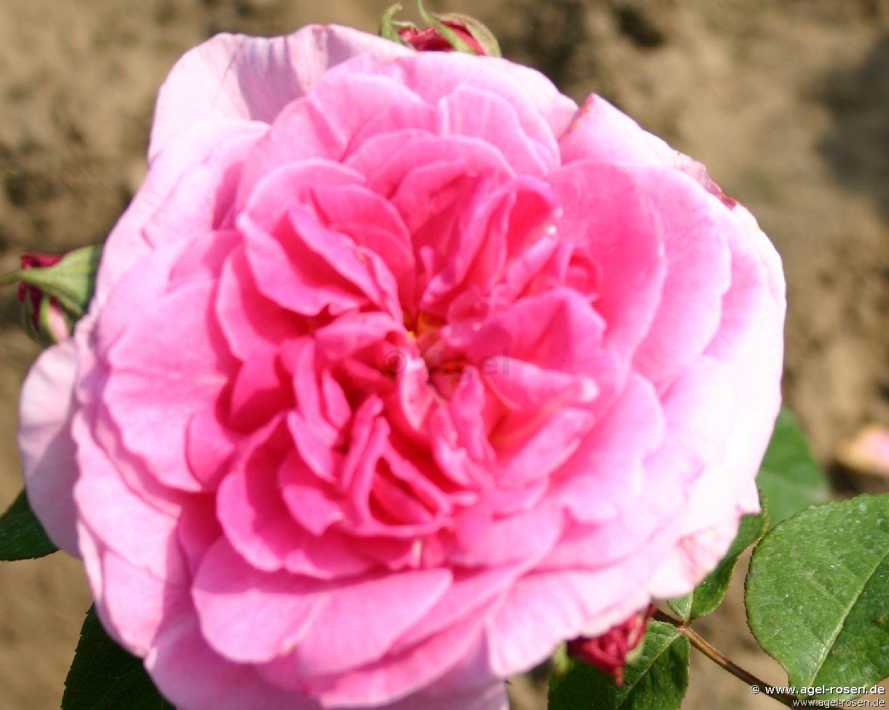 Rose ‘Claire Marshall syn. Jennifer Rose‘ (wurzelnackte Rose)