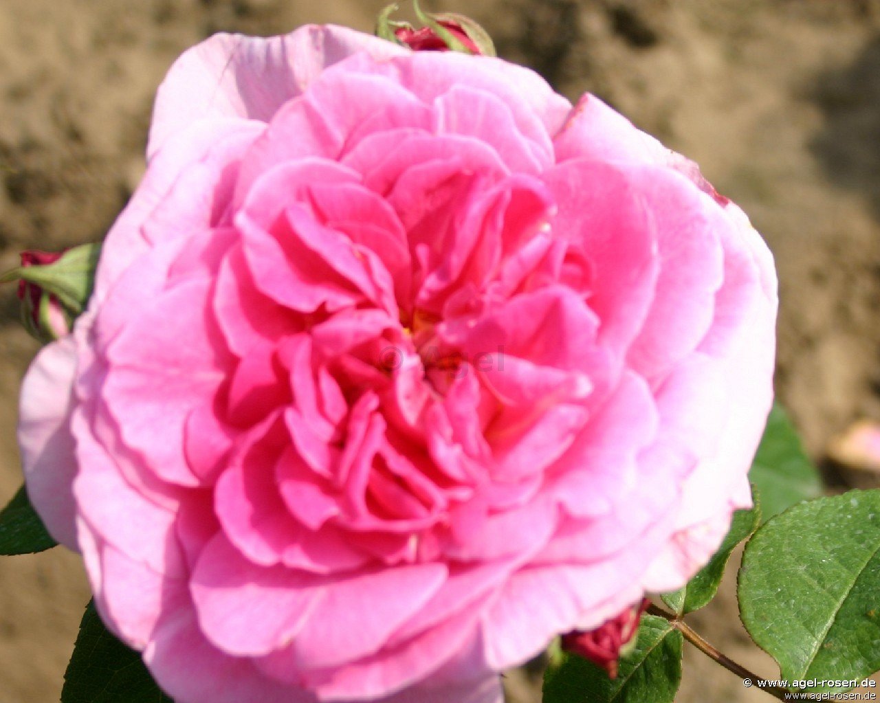 Rose ‘Claire Marshall syn. Jennifer Rose‘ (2-Liter Biotopf)