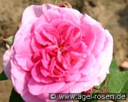 Claire Marshall syn. Jennifer Rose kaufen, clicken für mehr Details Claire Marshall syn. Jennifer Rose