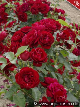 Coeurs de Vendee