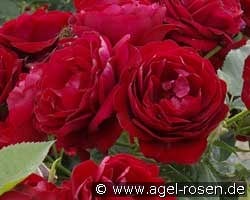 Coeurs de Vendee kaufen, clicken für mehr Details Coeurs de Vendee