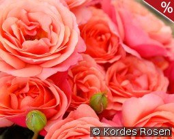 Coral Lions Rose