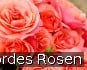Coral Lions Rose kaufen