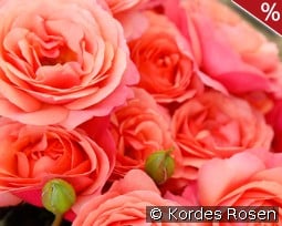Coral Lions Rose kaufen, clicken für mehr Details Coral Lions Rose