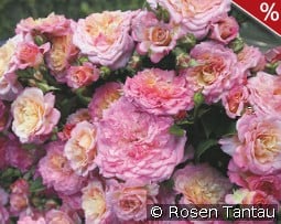 Country Girl kaufen, clicken für mehr Details Country Girl