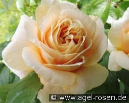 Cream  Abundance syn. Convent Garden kaufen, clicken für mehr Details Cream  Abundance syn. Convent Garden