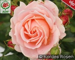 Cremosa kaufen, clicken für mehr Details Cremosa