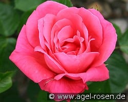 Csárdás kaufen, clicken für mehr Details Csárdás