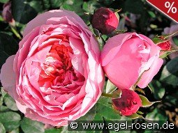 Dames de Chenonceau