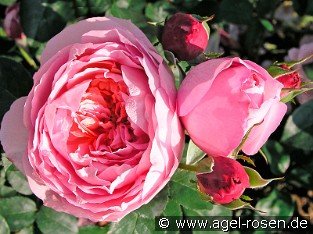 Dames de Chenonceau